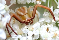 Crab spider Misumenoides formosipes on Queen Anne's Lace