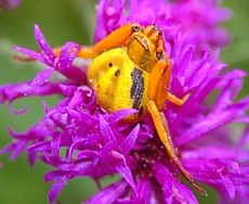 Crab spider Misumenoides formosipes on Ironweed