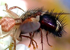 Flower spider feeding on a fly
