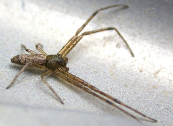 Tmarus sp.