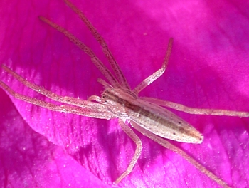 Running Crab Spider, Tibellus sp.