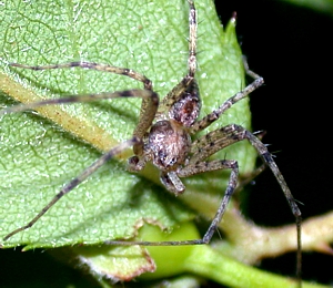 Running Crab Spider, Philodromus sp.