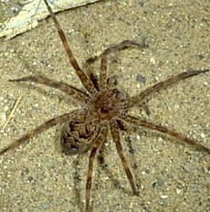 Fishing Spider, Dolomedes tenebrosus