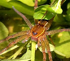 Six-Spotted Fishing 
              Spider