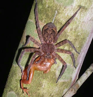 Fishing Spider preying on a small frog