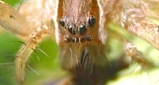 Nursery-Web Spider