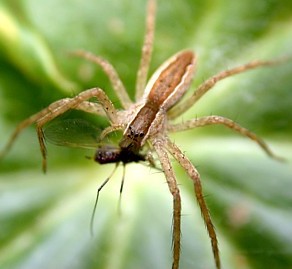 Nursery Web Spider, Pisaurina mira