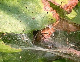 Grass spider, hiding at the end of her funnel