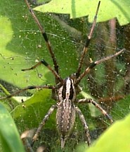 Grass Spider