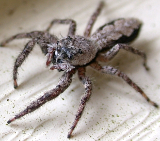 Platycryptus undatus, female