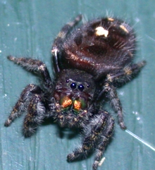 Bold Jumping Spider