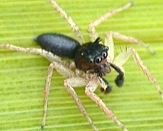 Male Dimorphic Jumping Spider