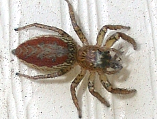 Female Dimorphic Jumping Spider