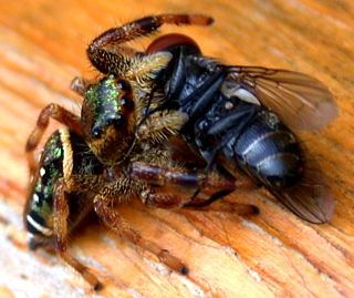 Paraphidippus aurantius feeding on a fly