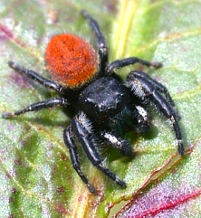 Phidippus sp.