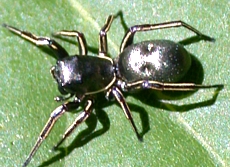 Tutelina formicaria