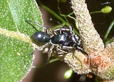 Tutelina formicaria, feeding on an ant