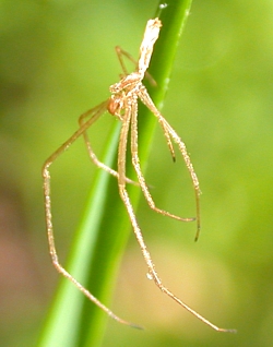 Shed skin of a Long-Jawed Orb Weaver