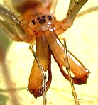 Fangs of long-jawed orb-weaver.