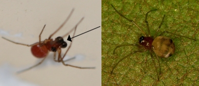 Glenognata foxi