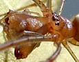 Long-Jawed Orb Weaver