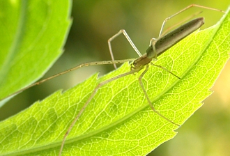 Long-Jawed Orb Weaver in the Tetragnatha genus