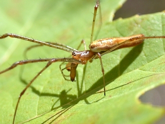 Long-Jawed Orb Weaver in the Tetragnatha genus