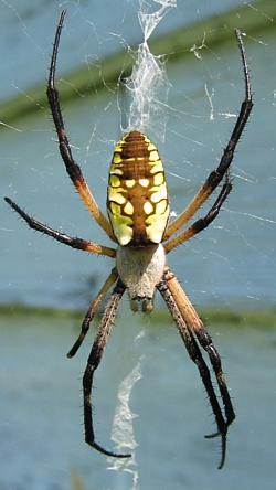 Orb Weavers Of Kentucky University Of Kentucky Entomology