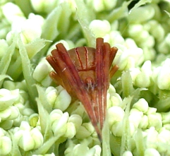 Acacesia hamata