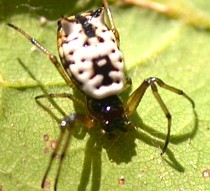 White Micrathena, Micrathena mitrata