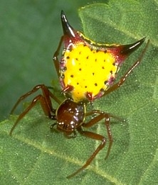 Arrowshaped Micrathena, Micrathena sagittata