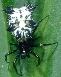 Spined Micrathena, Micrathena gracilis