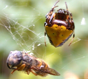 The Arrowhead Spider, Verrucosa arenata