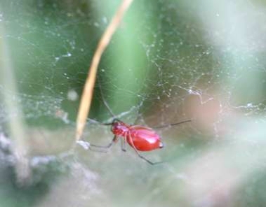 F. coccinea