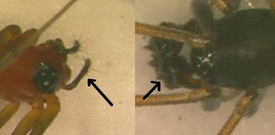 Palps of female and male linyphiid spiders
