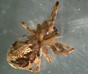Why Do Spiders Weave Webs? – Maggie's Farm Ltd