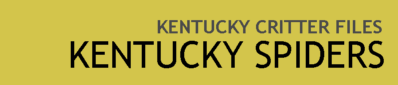 Kentucky Spiders