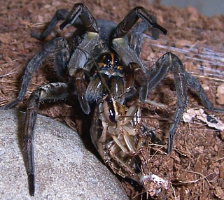 Wolf Spider in the Hogna genus feeding on a cockroach