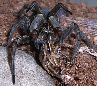 The wolf spider: Facts & bites