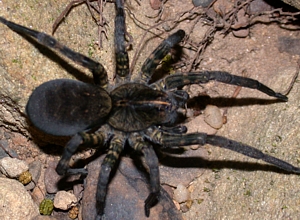 Dark Brown Wolf Spider