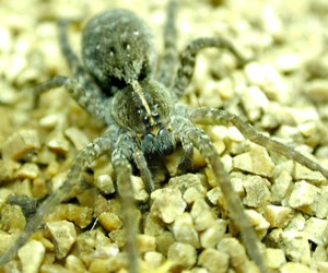 albino wolf spider