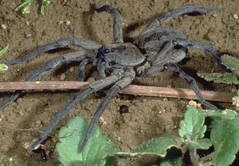 rabid wolf spider