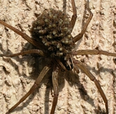 A female wolf spider in the Rabidosa genus carrying young spiderlings