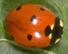 Seven-Spot Lady Beetle