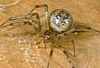 American House Spider