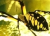 Black & Yellow Argiope