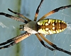 Black & Yellow Argiope