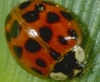 Asian Lady Beetle