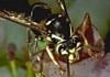 Bald-Faced Hornet