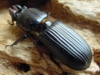 Bess Beetle